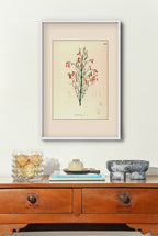 Russelia Juncea - Filipino Botanical Illustration