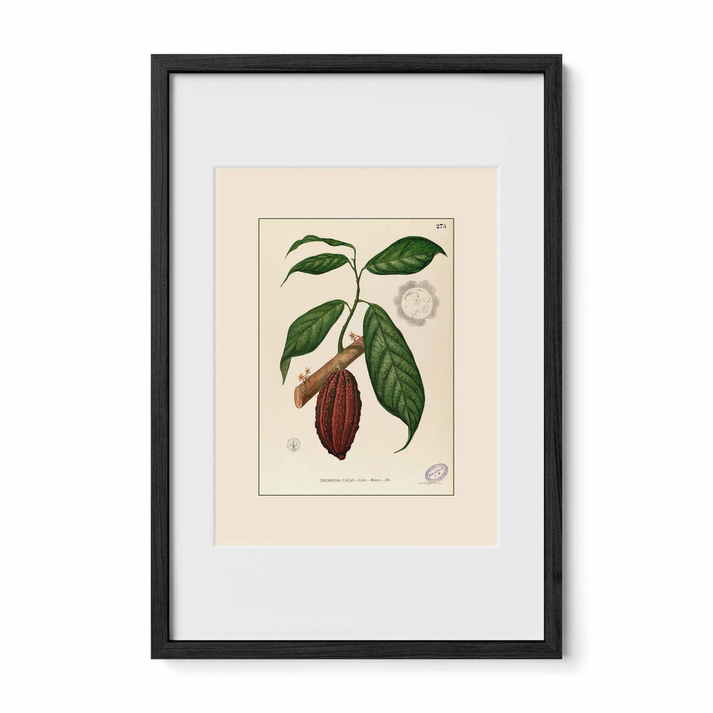 Theobroma Cacao - Filipino Botanical Illustration