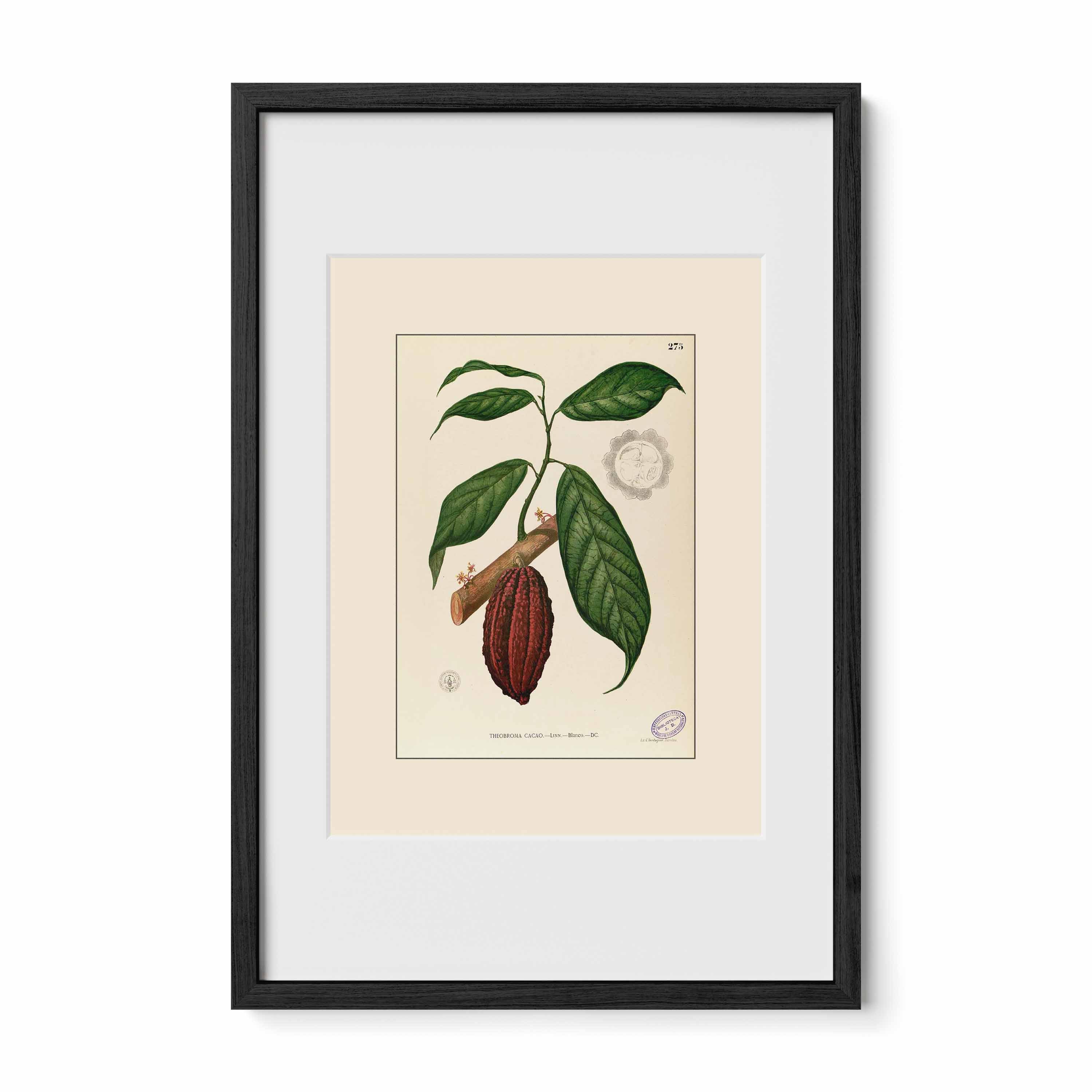 Theobroma Cacao - Filipino Botanical Illustration
