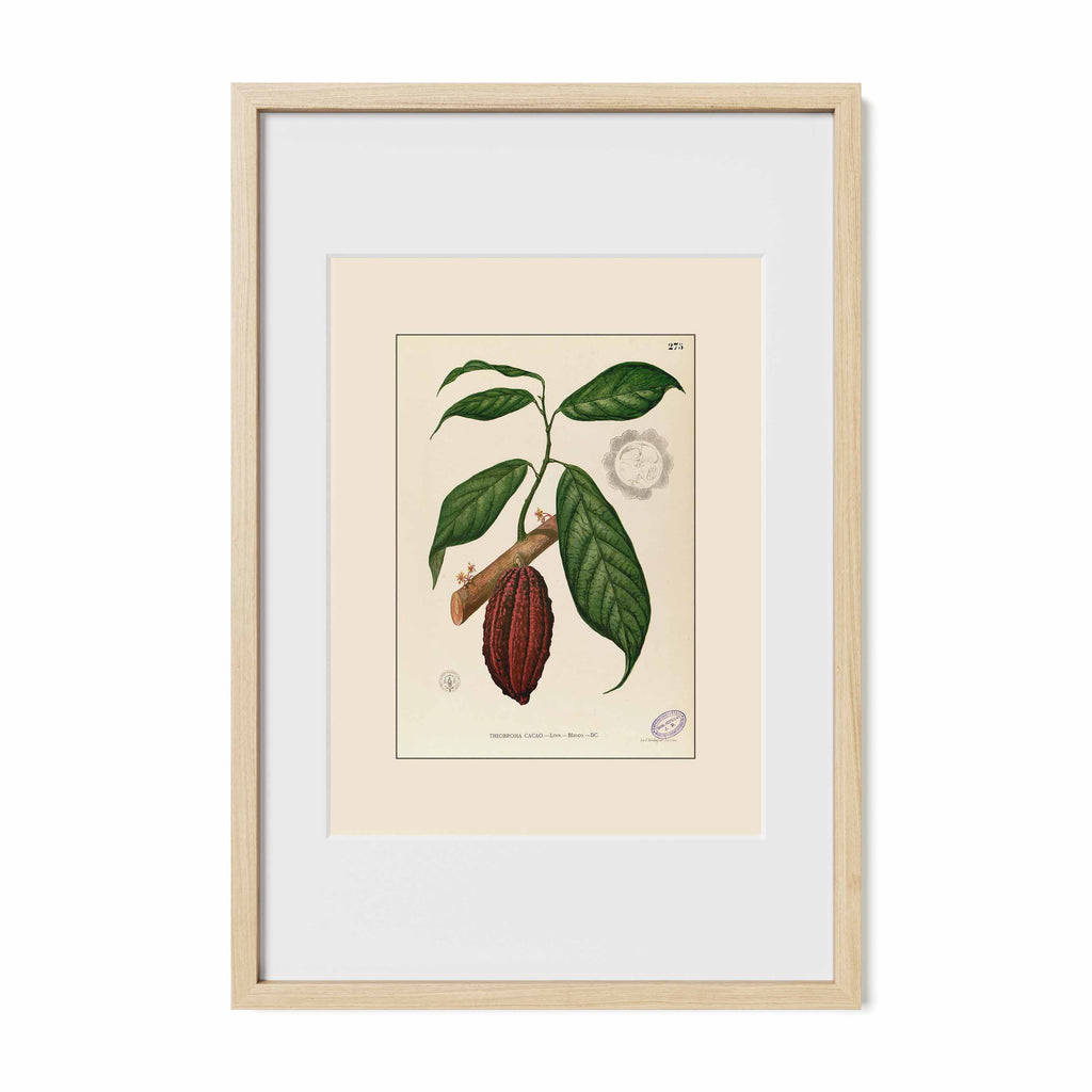 Theobroma Cacao - Filipino Botanical Illustration