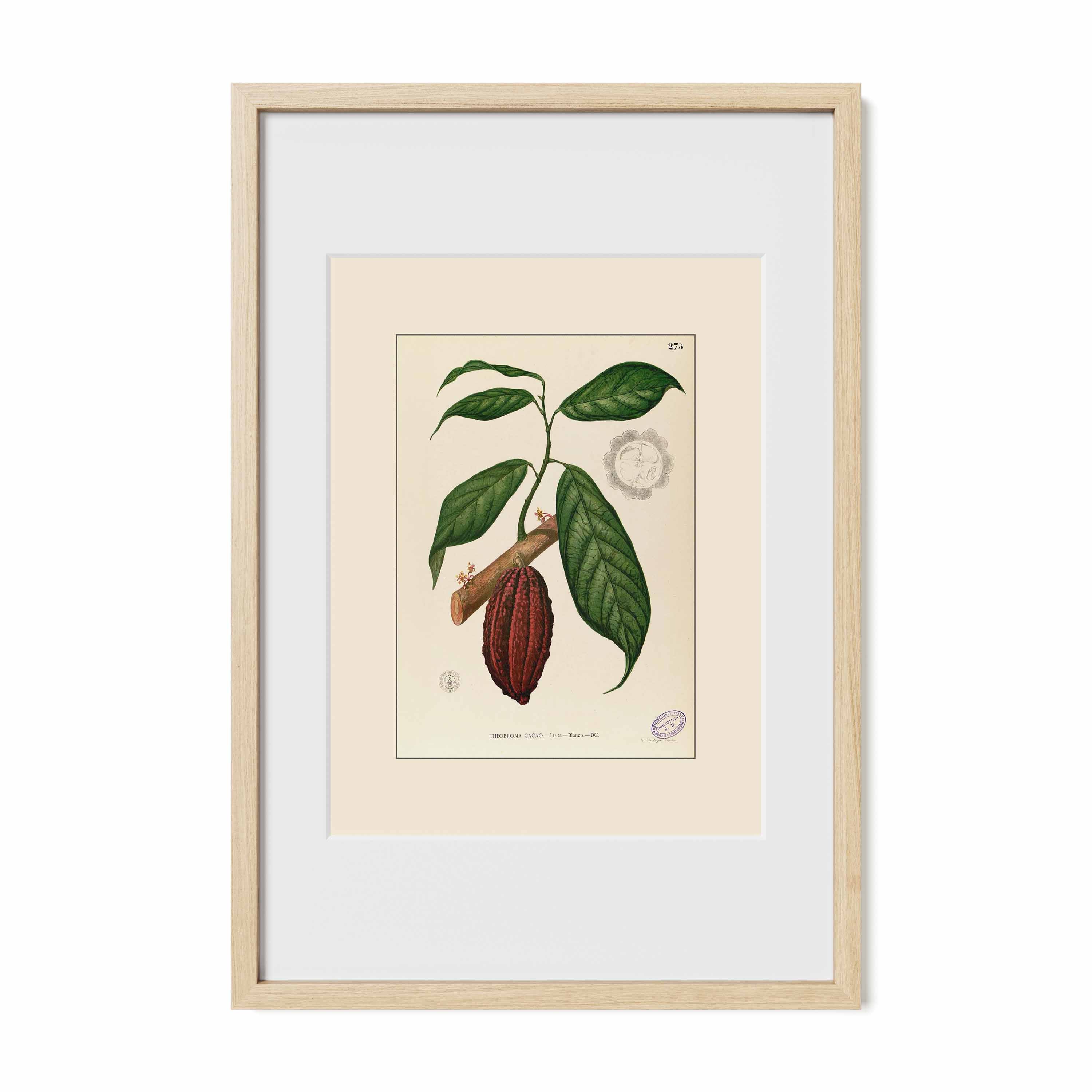 Theobroma Cacao - Filipino Botanical Illustration