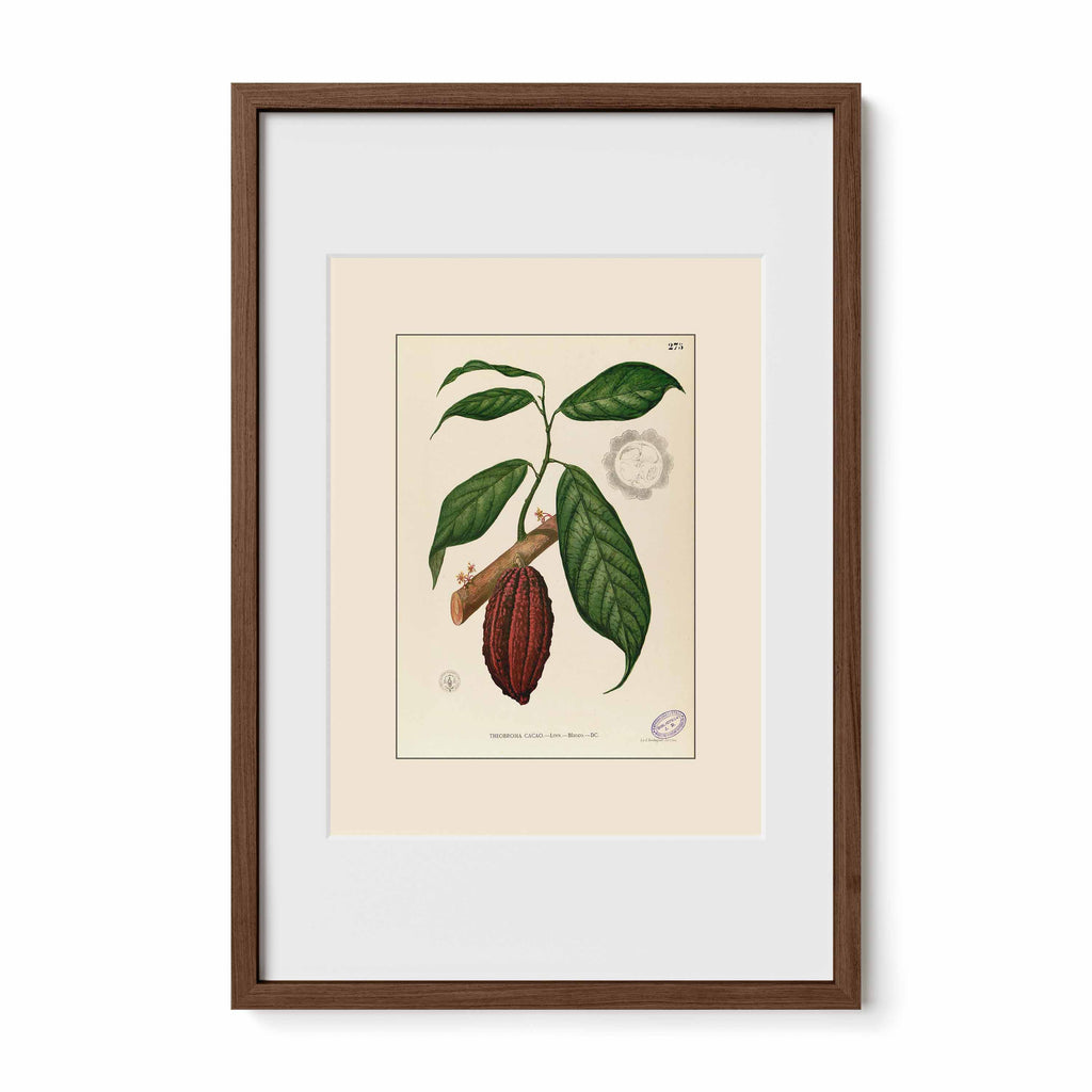 Theobroma Cacao - Filipino Botanical Illustration
