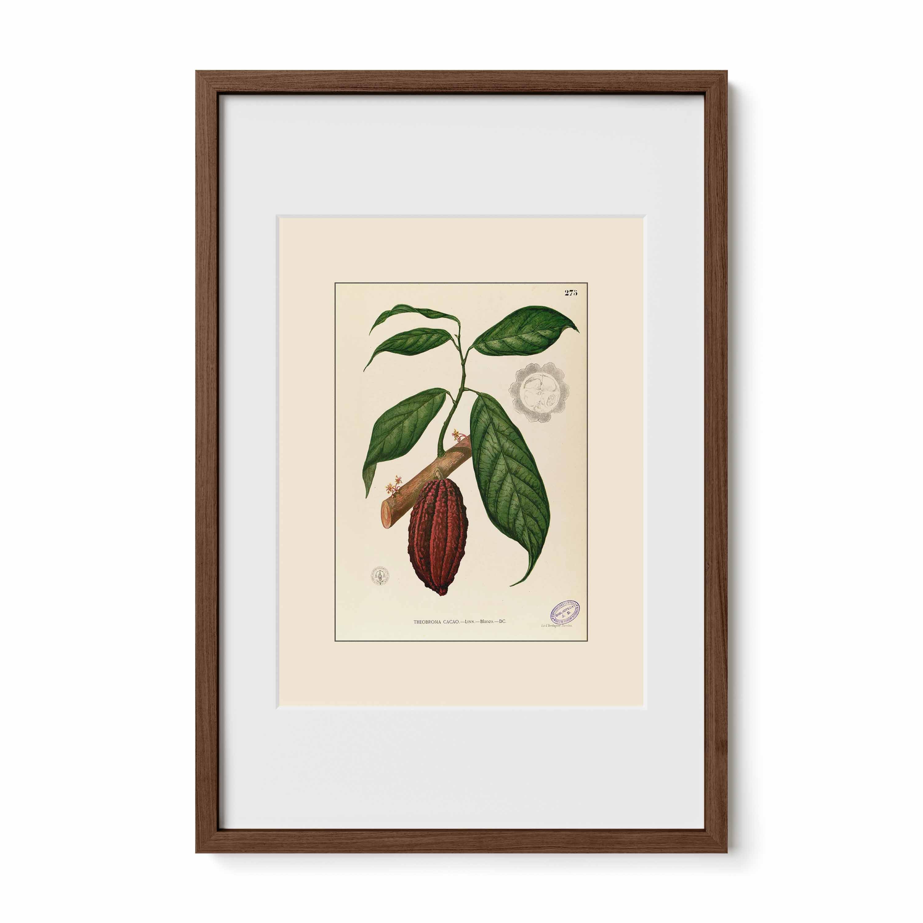 Theobroma Cacao - Filipino Botanical Illustration