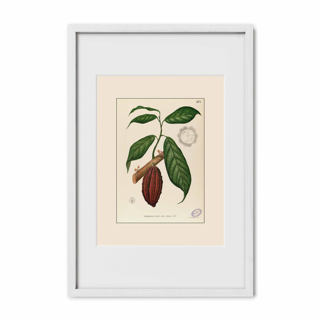 Theobroma Cacao - Filipino Botanical Illustration