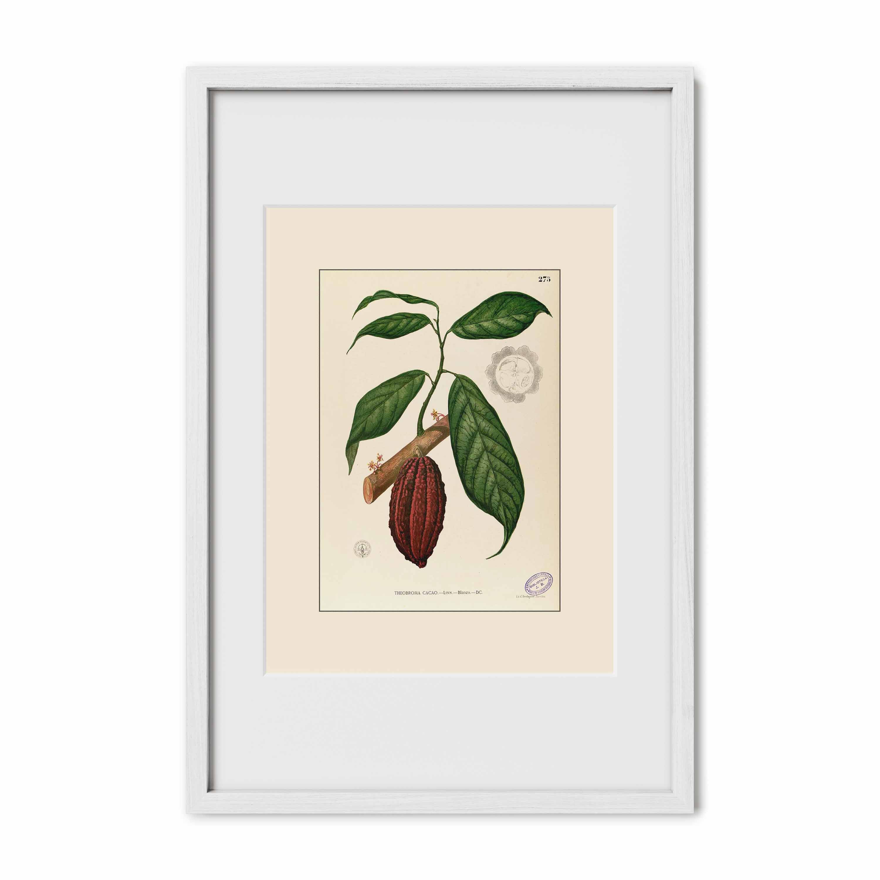 Theobroma Cacao - Filipino Botanical Illustration