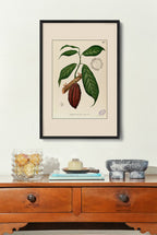 Theobroma Cacao - Filipino Botanical Illustration