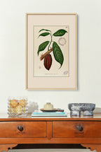 Theobroma Cacao - Filipino Botanical Illustration