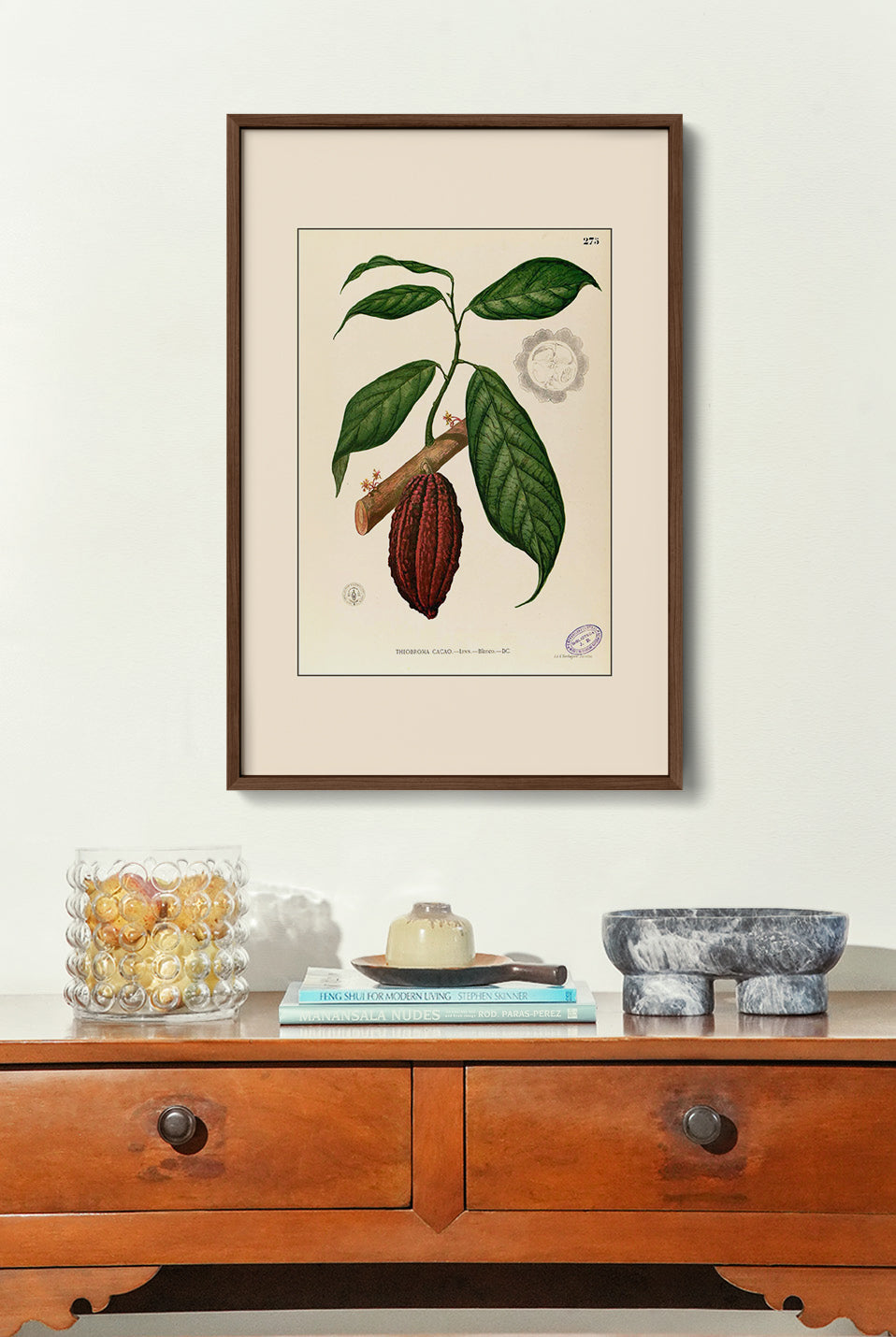 Theobroma Cacao - Filipino Botanical Illustration