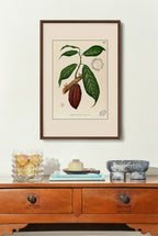 Theobroma Cacao - Filipino Botanical Illustration