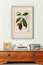 Theobroma Cacao - Filipino Botanical Illustration