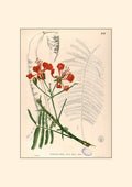 Delonix Regia - Filipino Botanical Illustration
