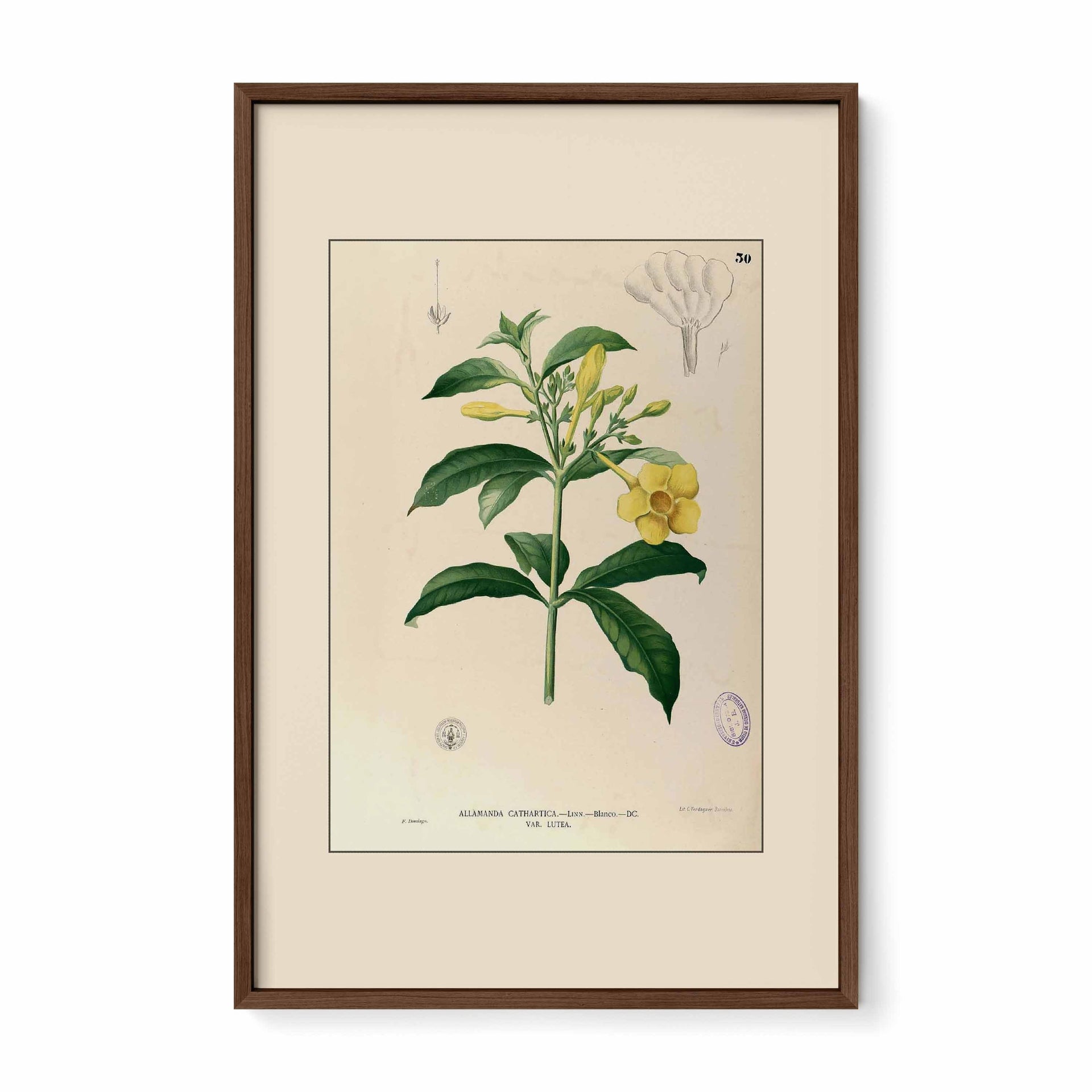 Allamanda Cathartica - Filipino Botanical Illustration