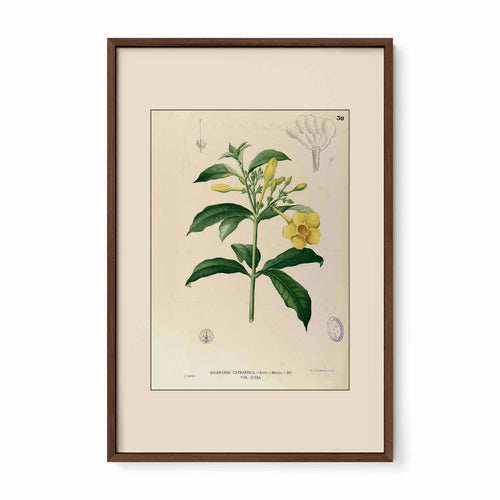 Allamanda Cathartica - Filipino Botanical Illustration