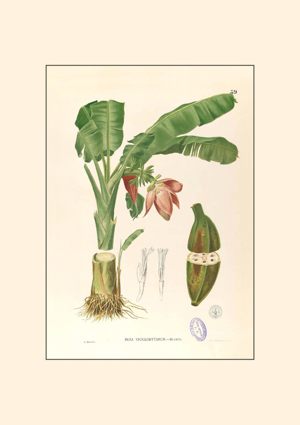 Musa Troglodytarum - Filipino Botanical Illustration
