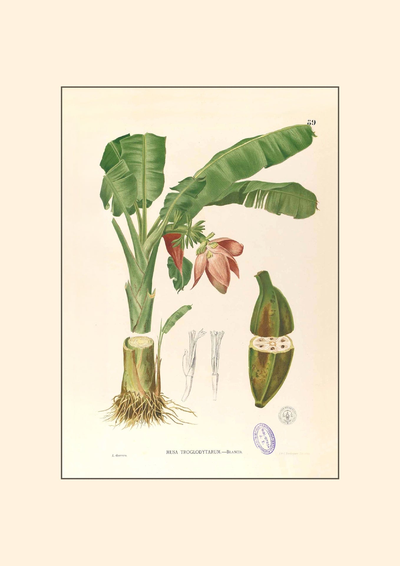 Musa Troglodytarum - Filipino Botanical Illustration