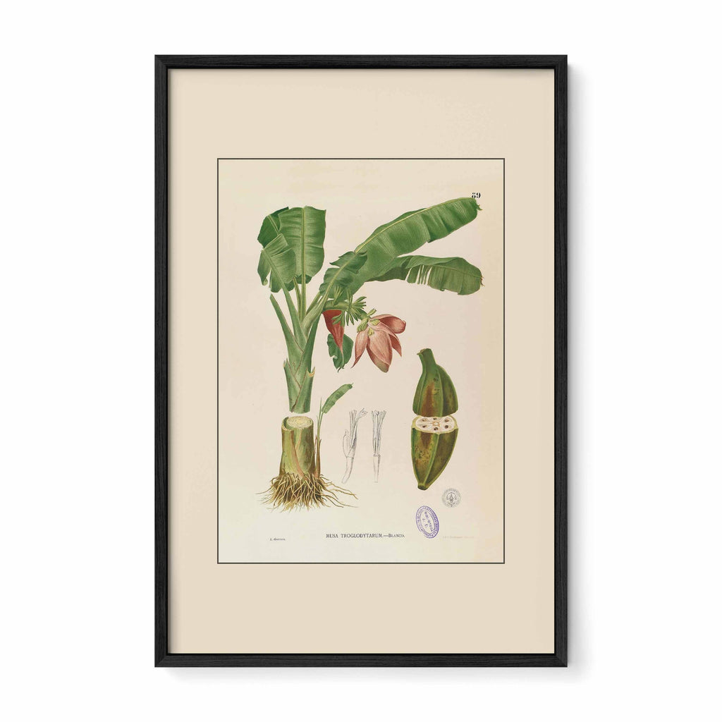 Musa Troglodytarum - Filipino Botanical Illustration
