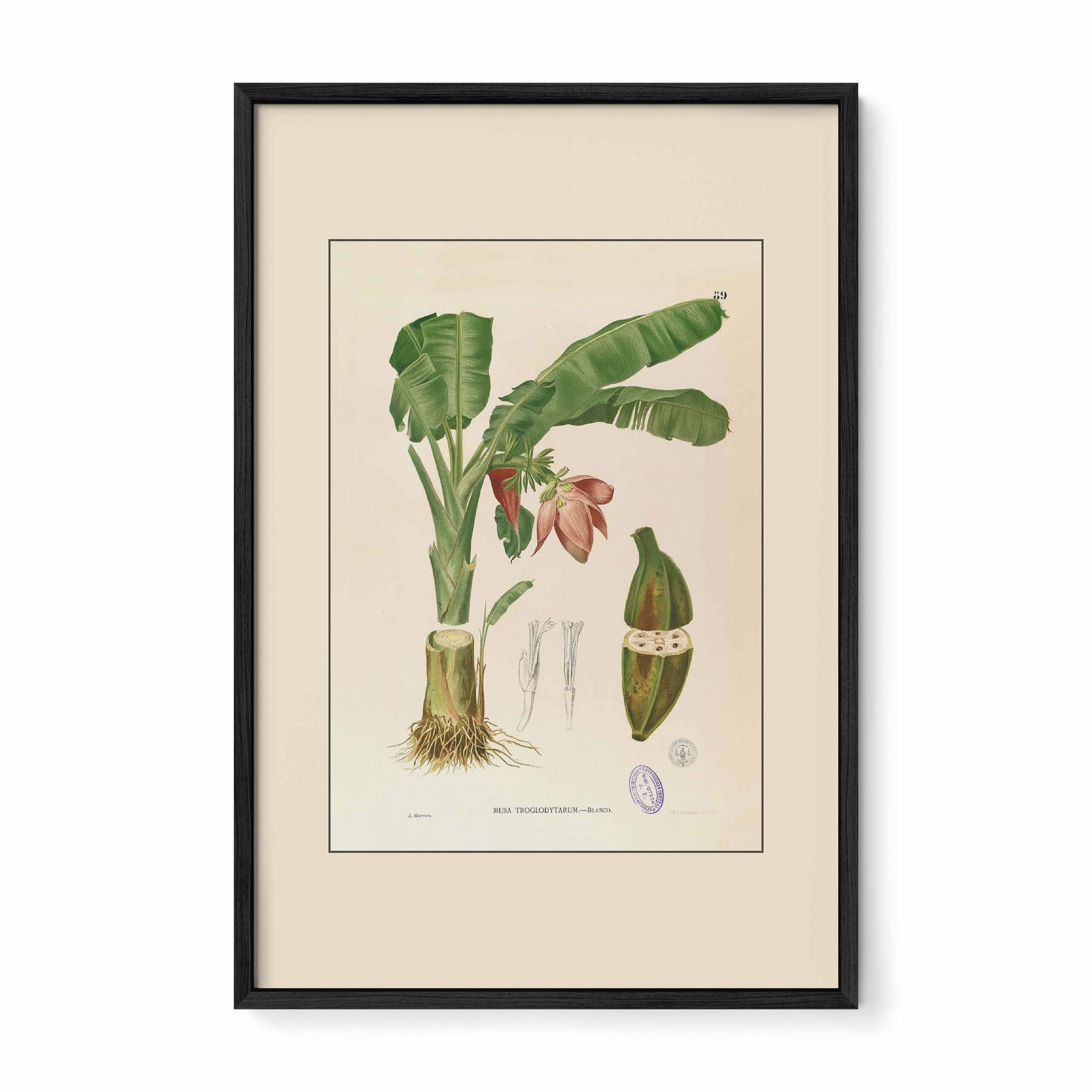 Musa Troglodytarum - Filipino Botanical Illustration