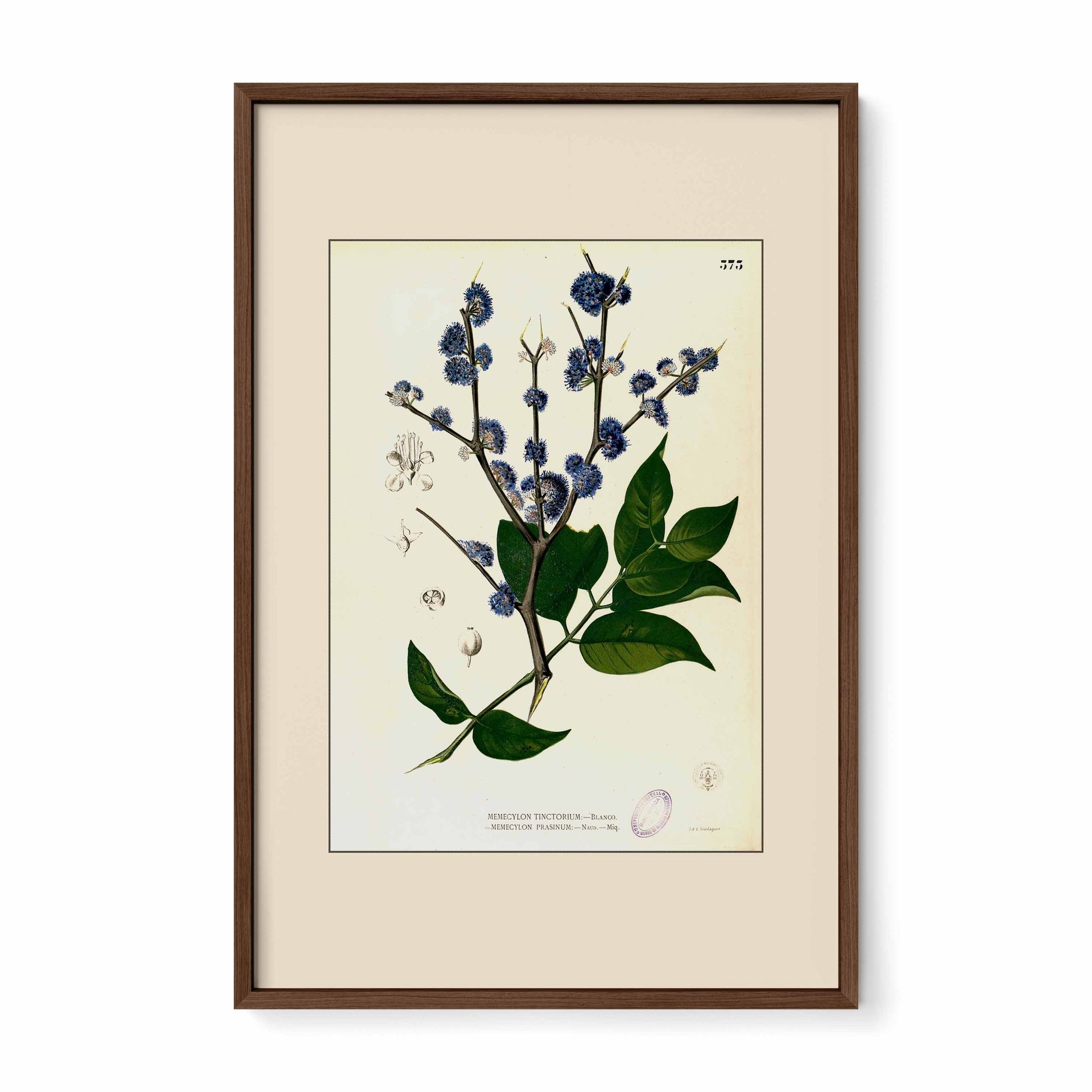 Memecylon Edule - Filipino Botanical Illustration