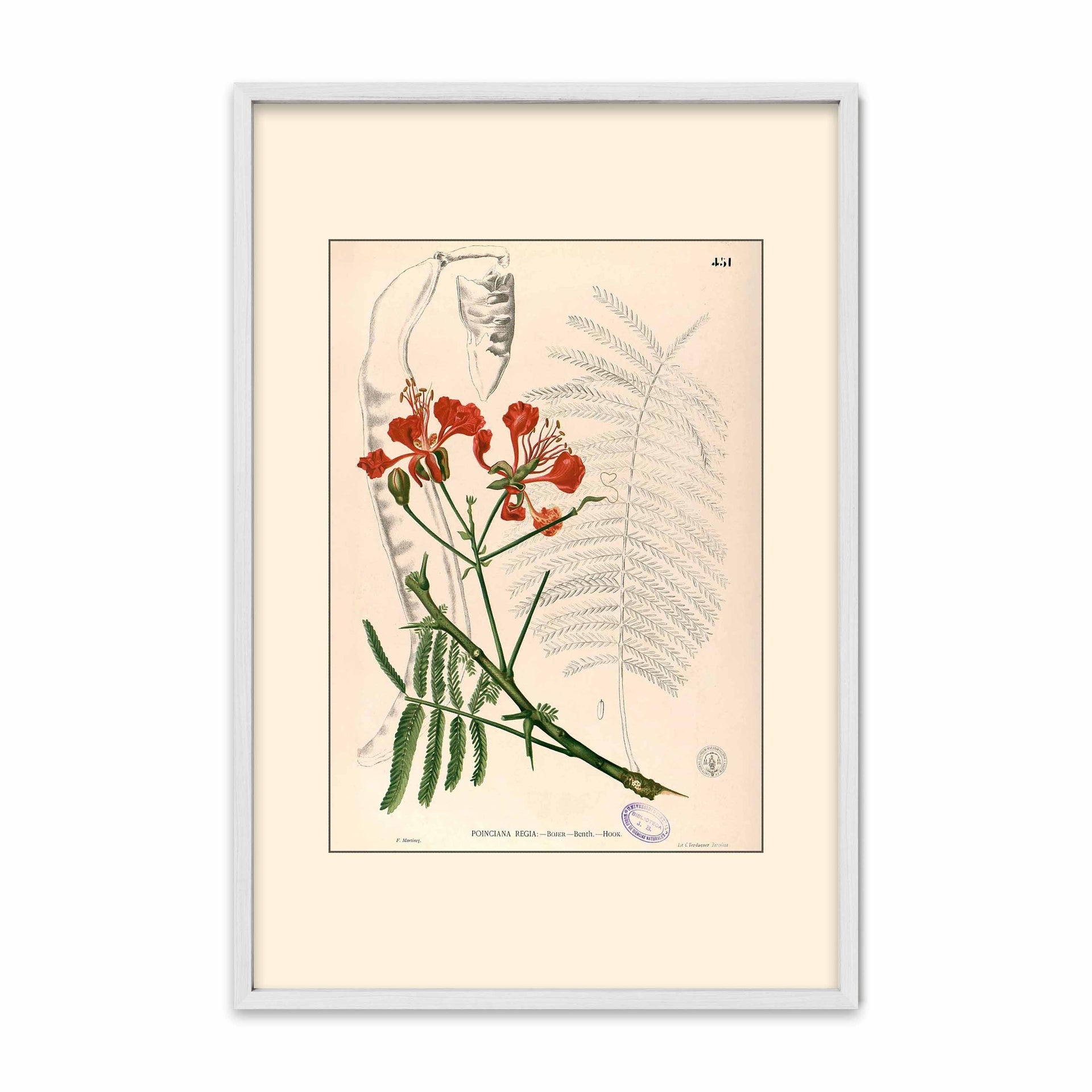 Delonix Regia - Filipino Botanical Illustration