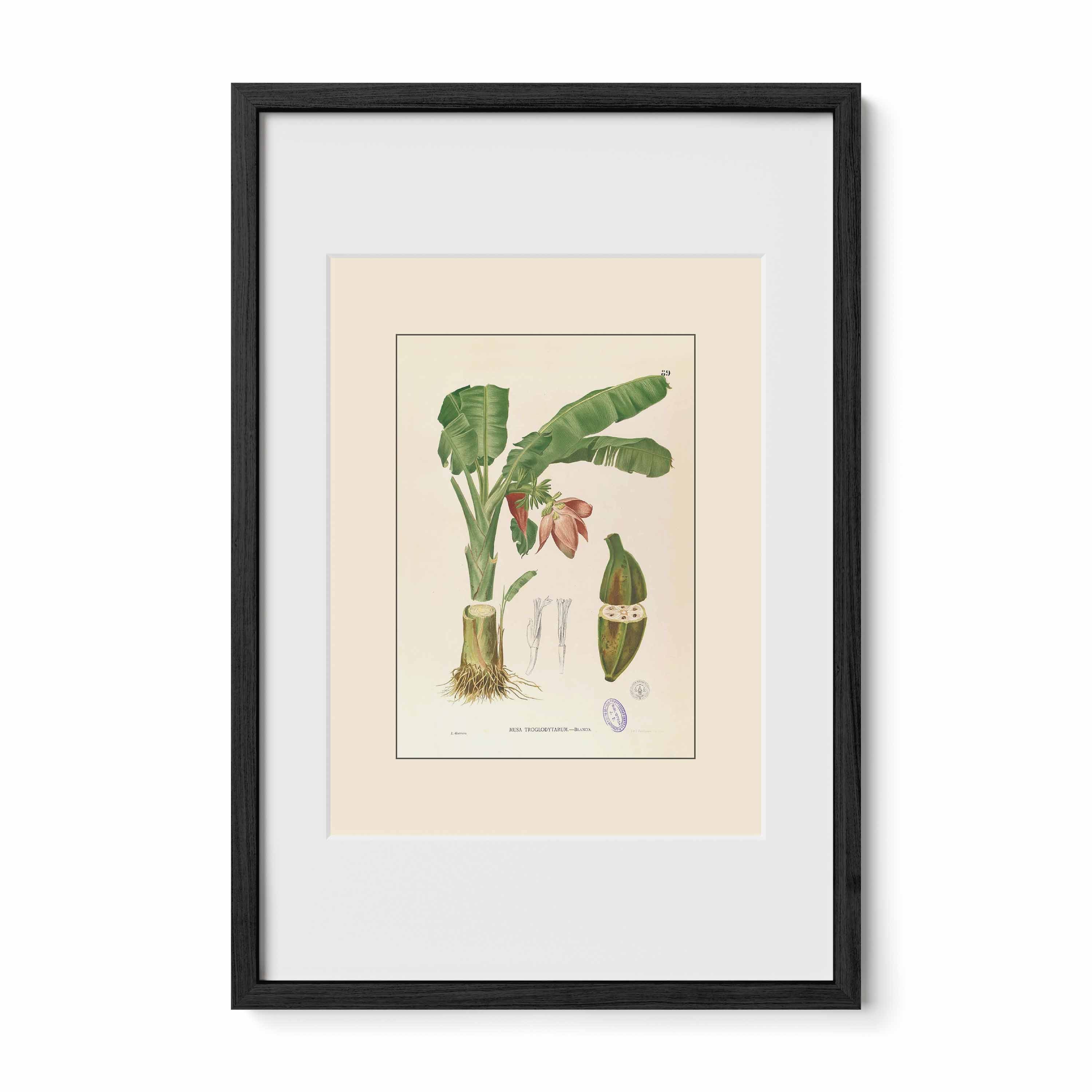 Musa Troglodytarum - Filipino Botanical Illustration