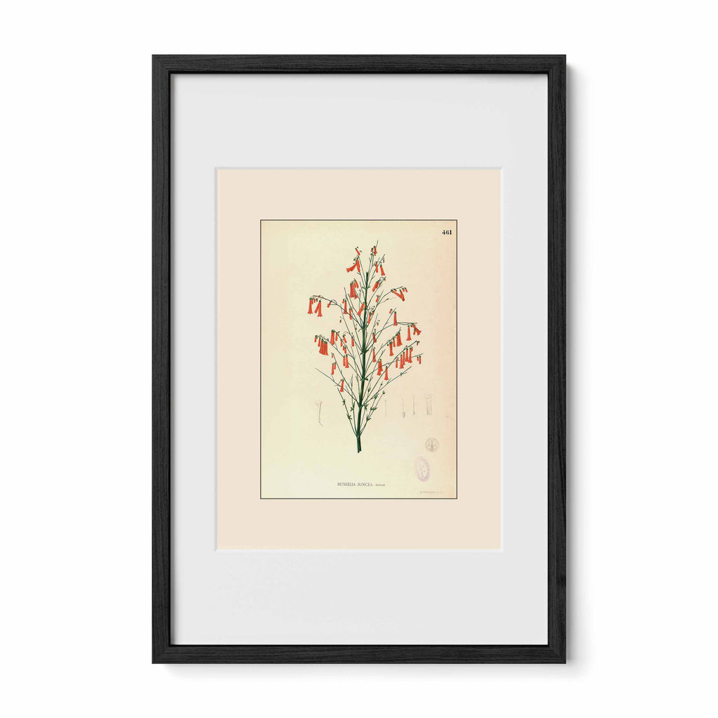 Russelia Juncea - Filipino Botanical Illustration