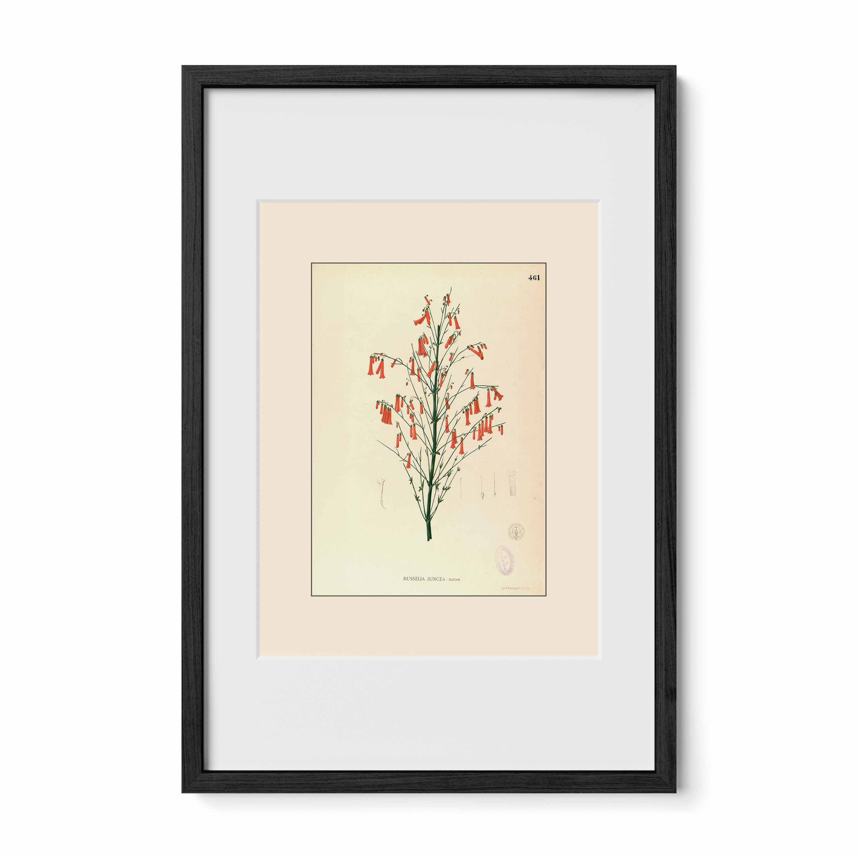 Russelia Juncea - Filipino Botanical Illustration