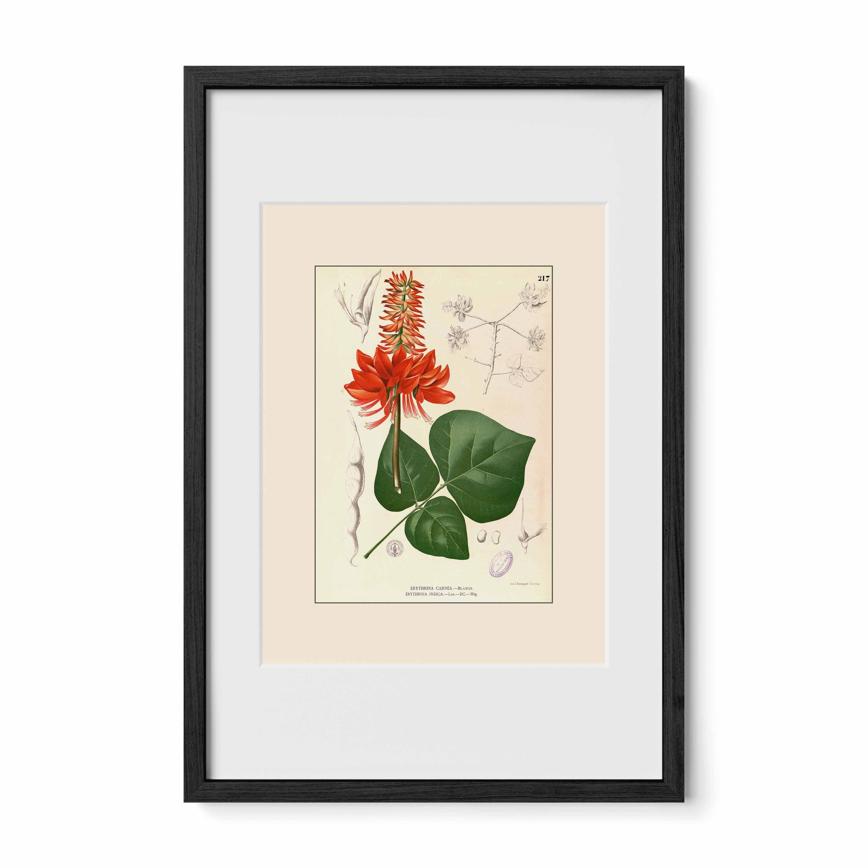 Erythrina variegata - Filipino Botanical Illustration
