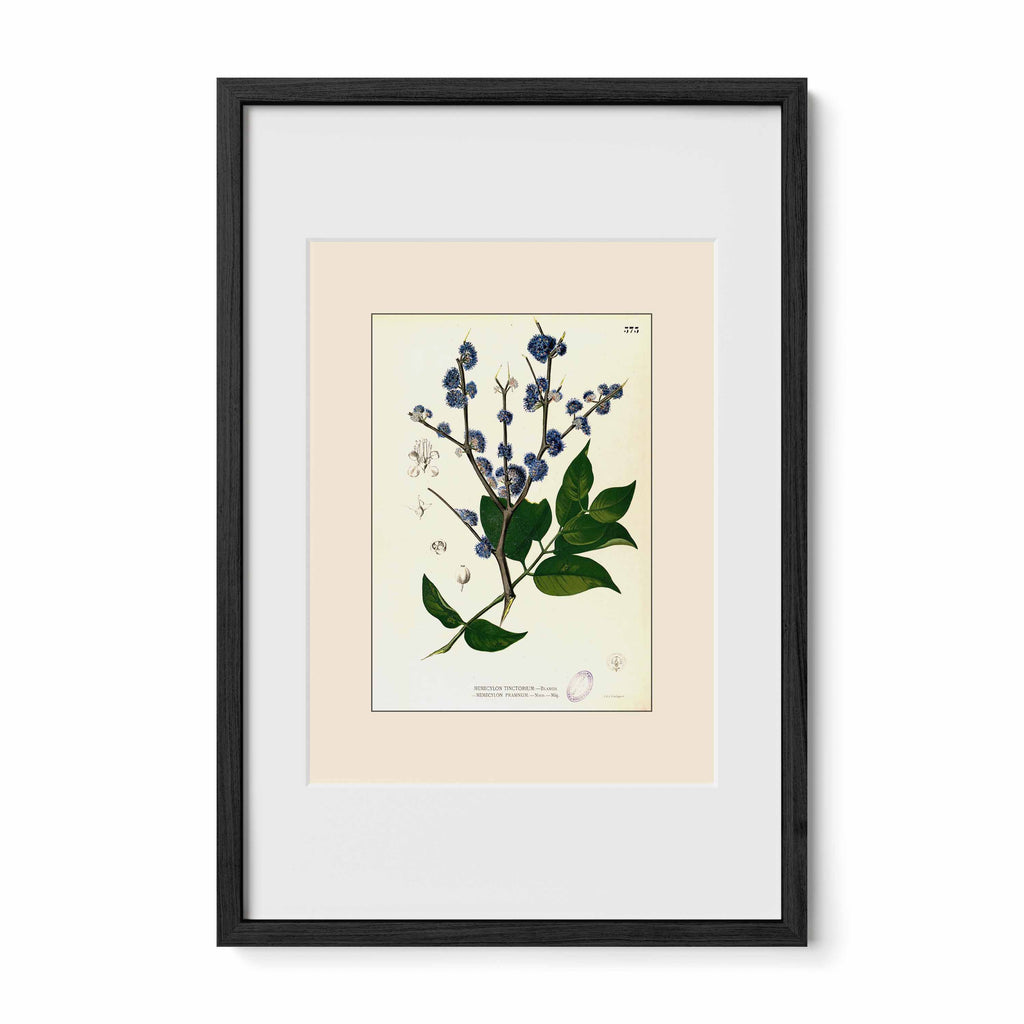 Memecylon Edule - Filipino Botanical Illustration