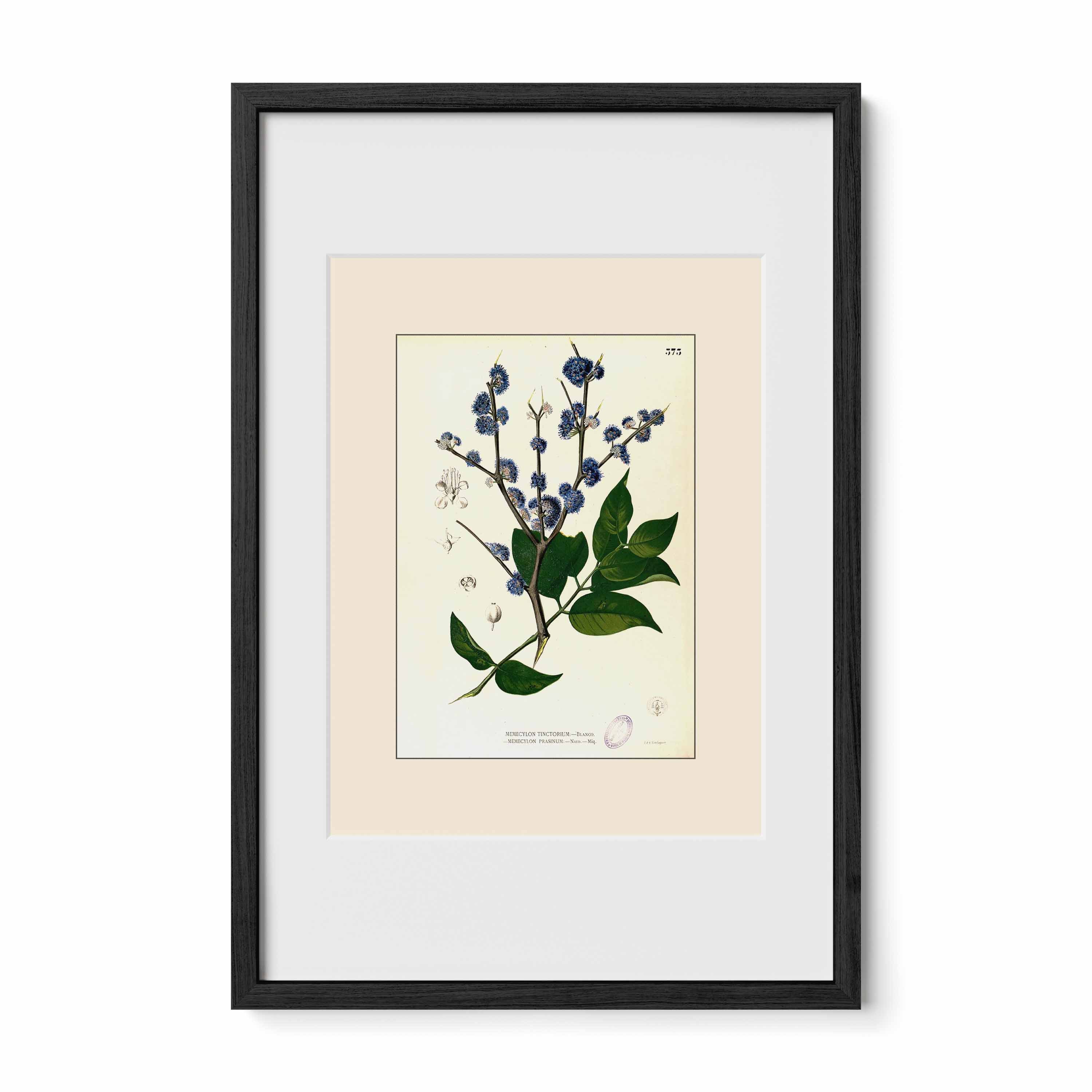 Memecylon Edule - Filipino Botanical Illustration