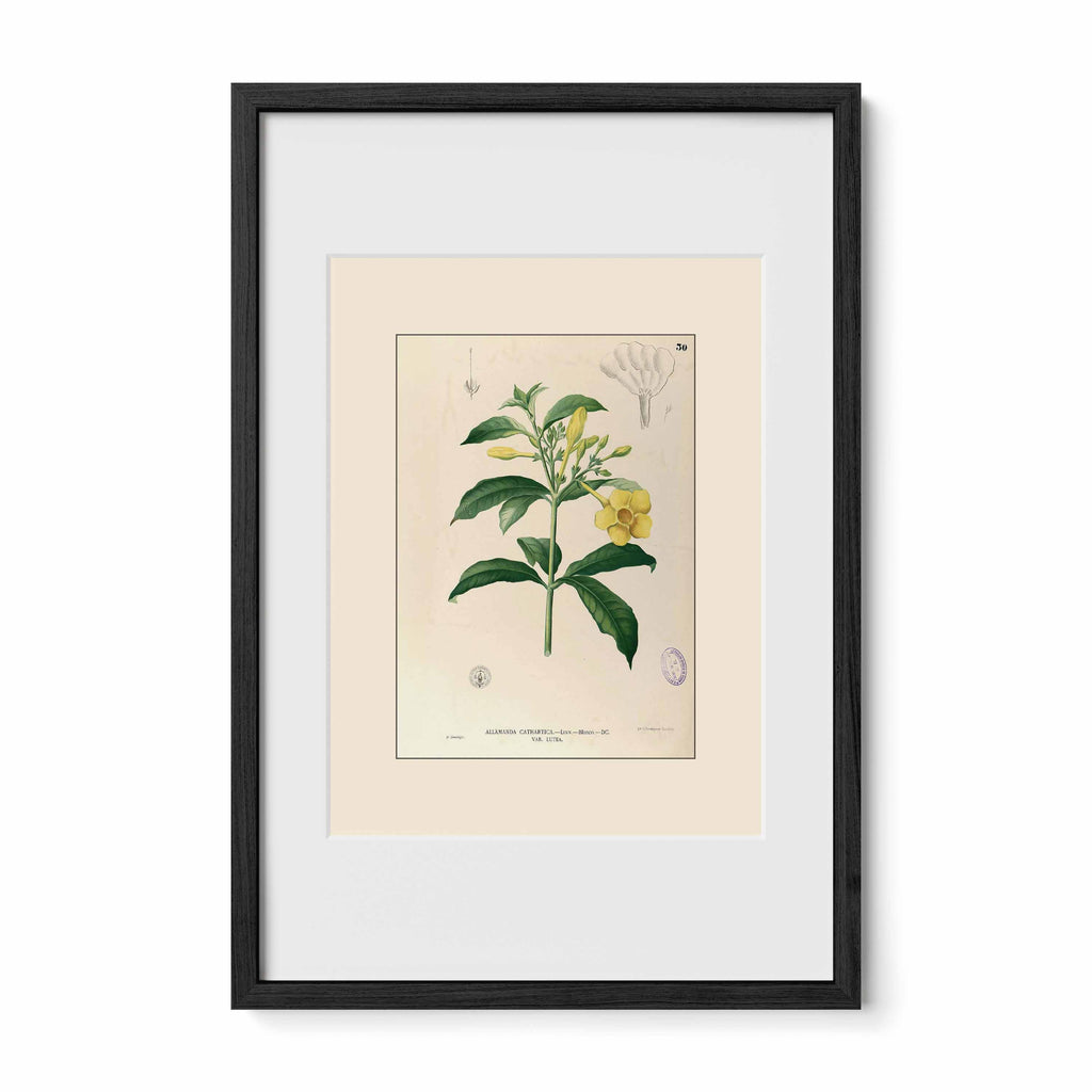 Allamanda Cathartica - Filipino Botanical Illustration