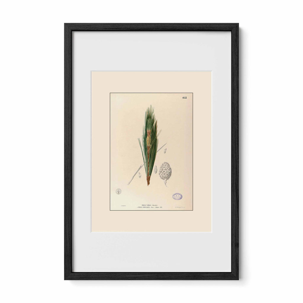 Nelumbo Nucifera - Filipino Botanical Illustration