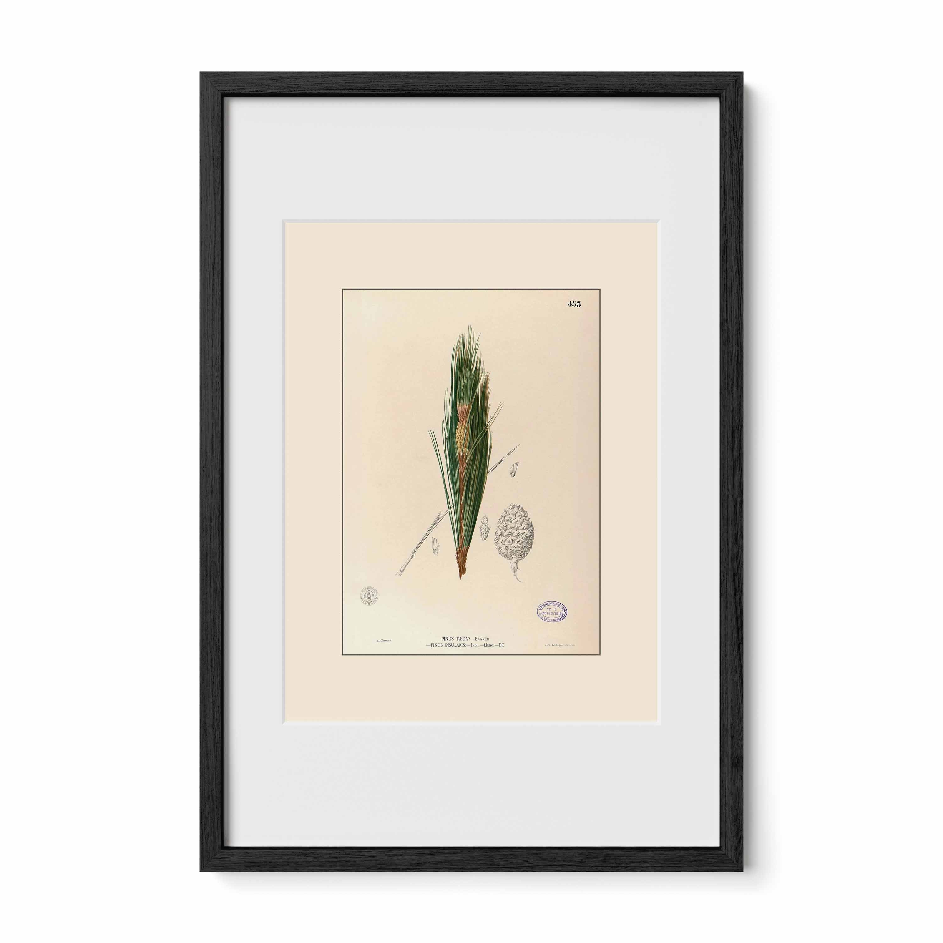 Nelumbo Nucifera - Filipino Botanical Illustration