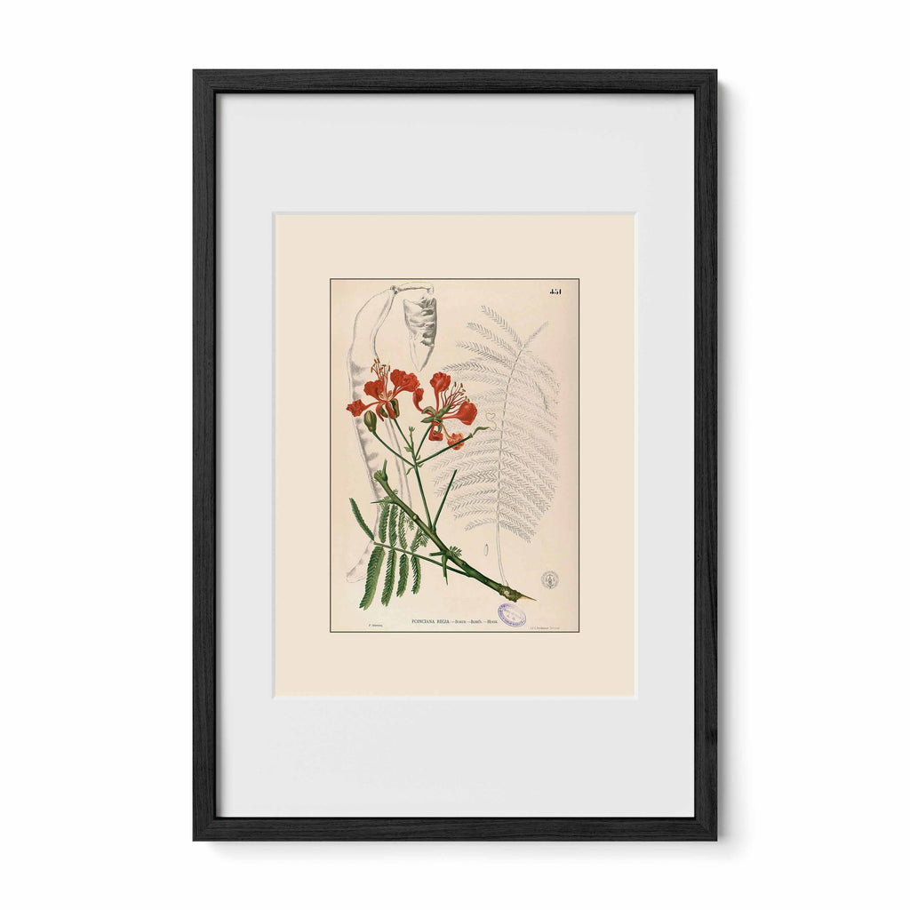 Delonix Regia - Filipino Botanical Illustration