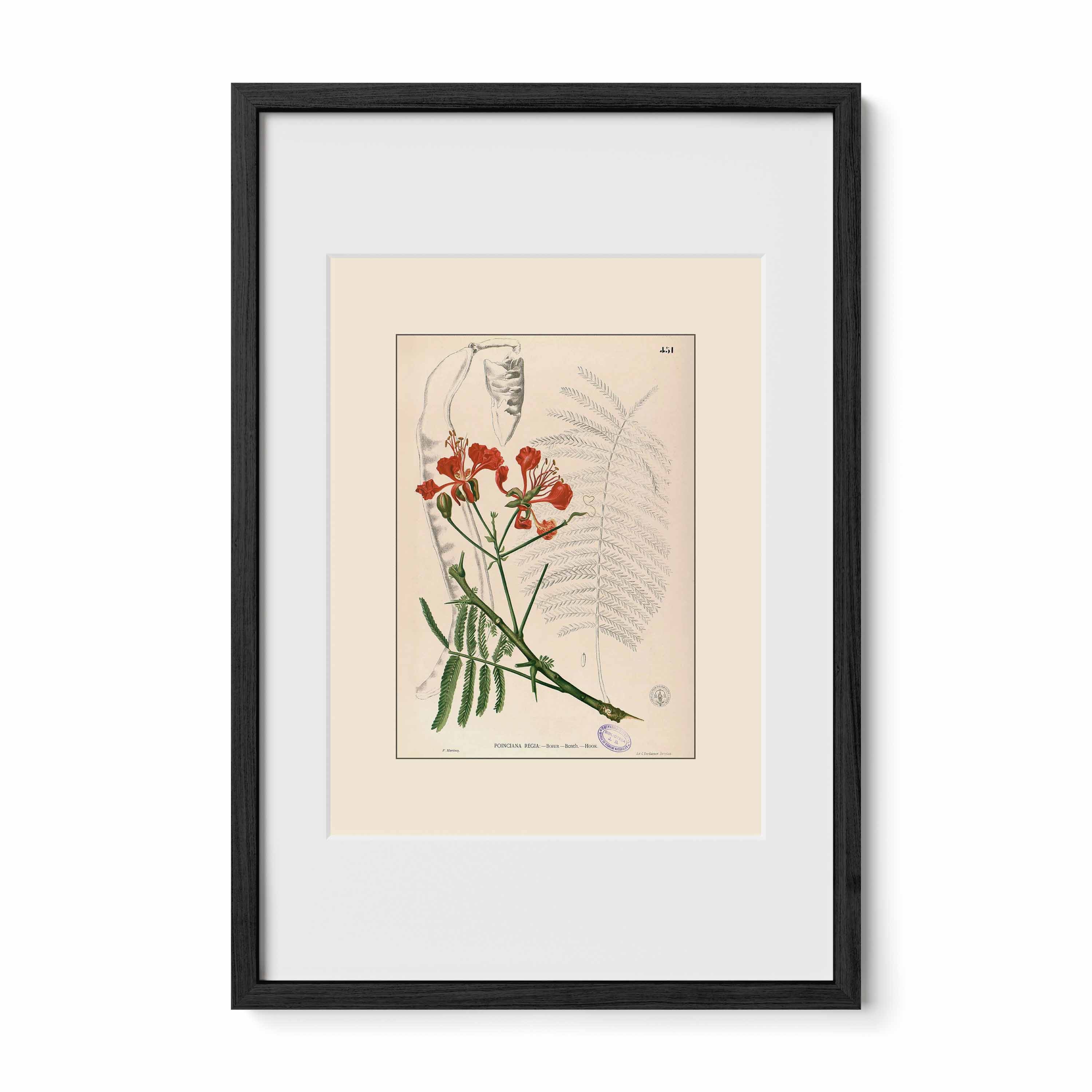 Delonix Regia - Filipino Botanical Illustration