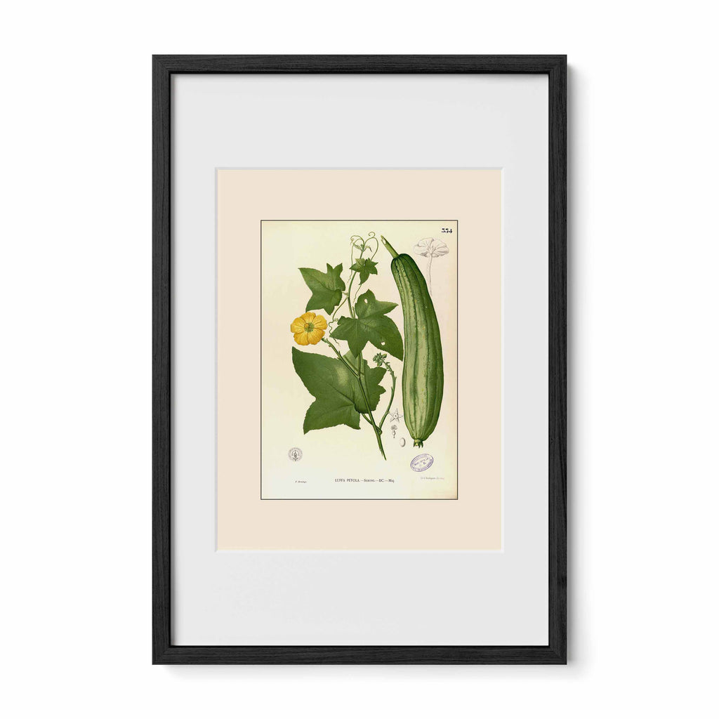 Luffa Petola - Filipino Botanical Illustration