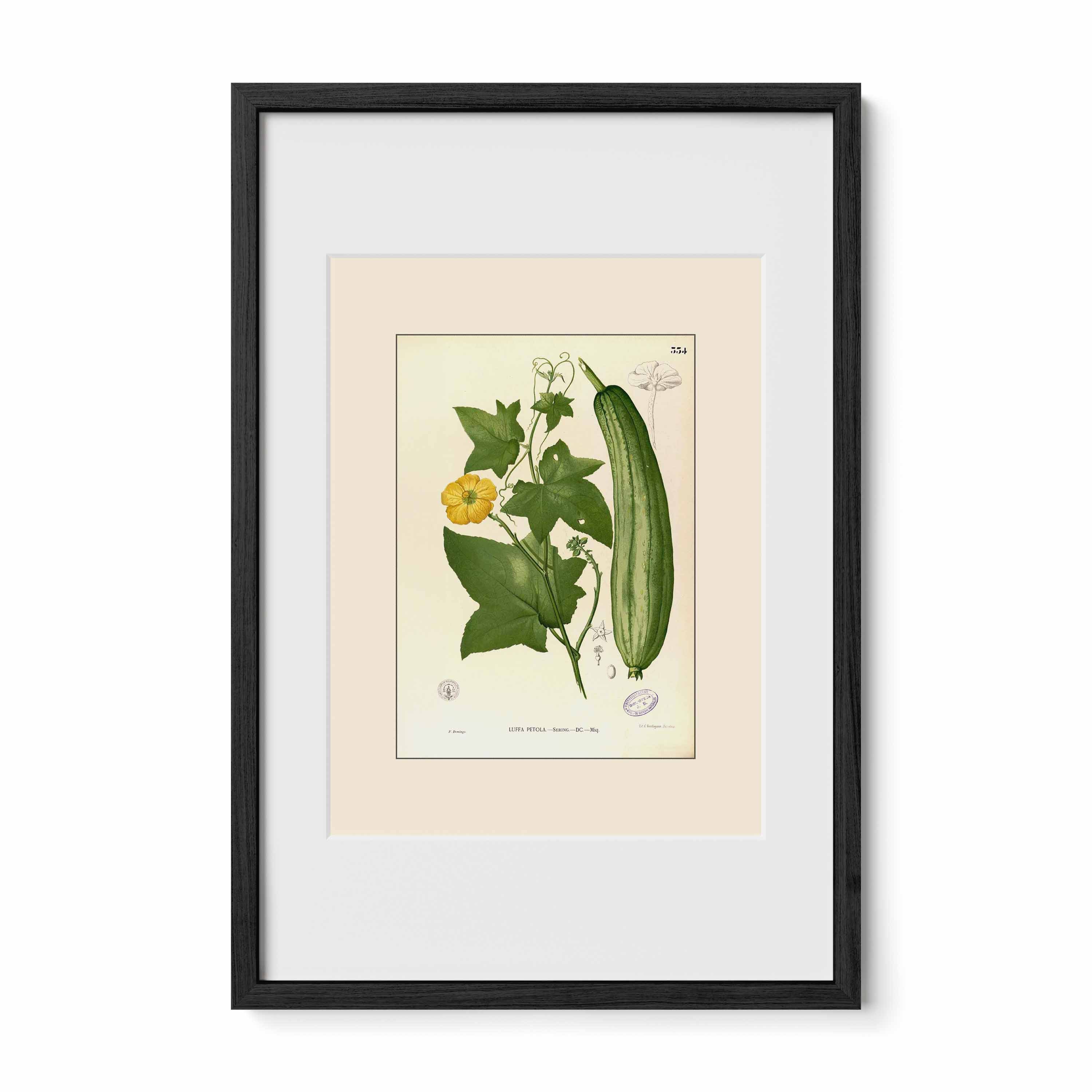 Luffa Petola - Filipino Botanical Illustration