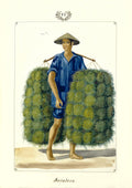 Sacatero [sic], 1847 by José Honorato Lozano