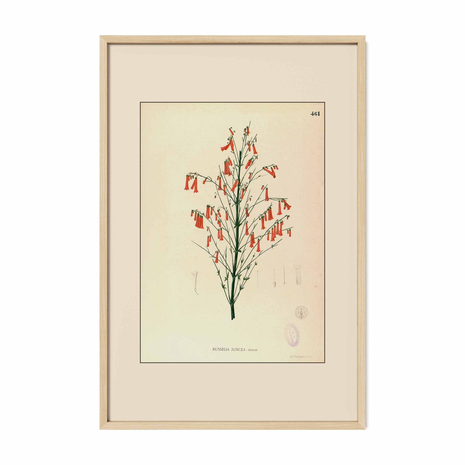 Russelia Juncea - Filipino Botanical Illustration