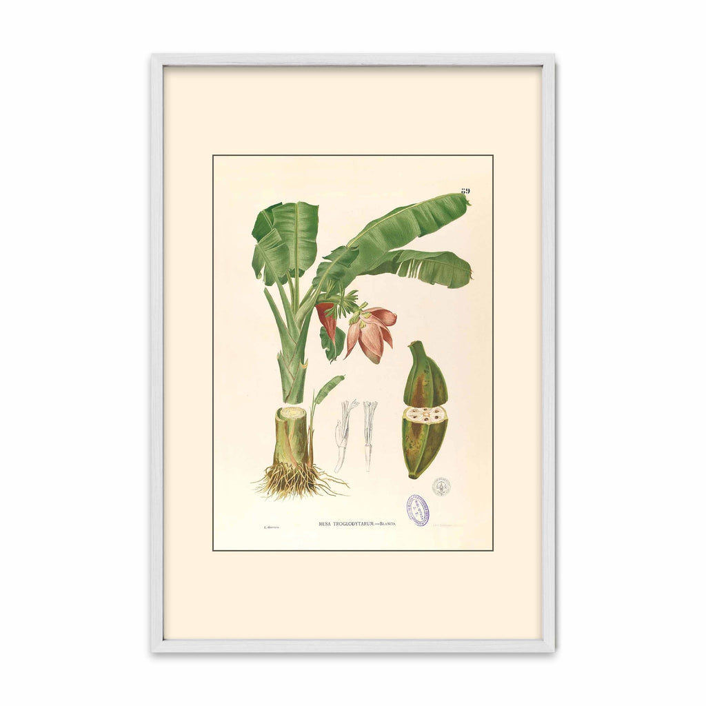 Musa Troglodytarum - Filipino Botanical Illustration