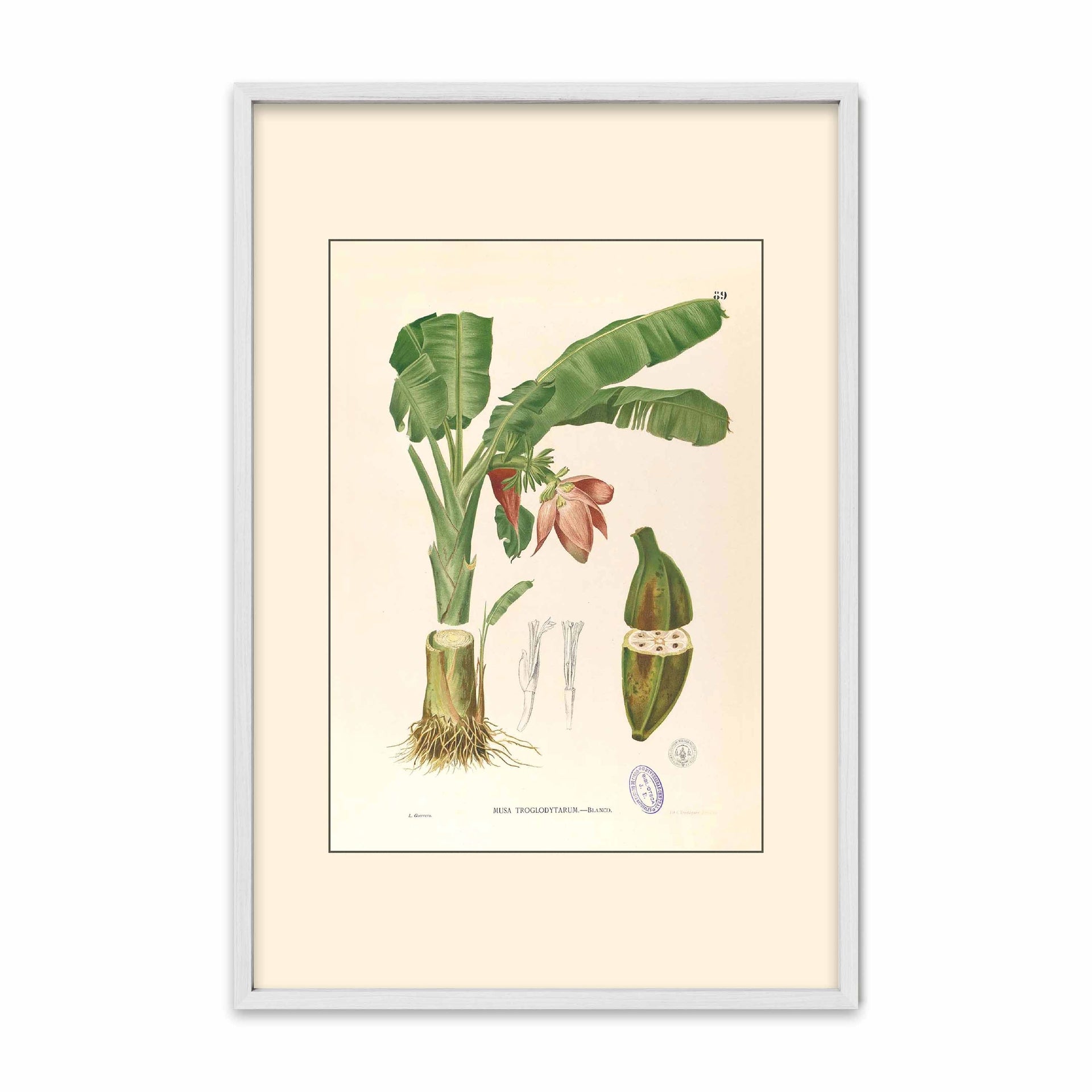 Musa Troglodytarum - Filipino Botanical Illustration