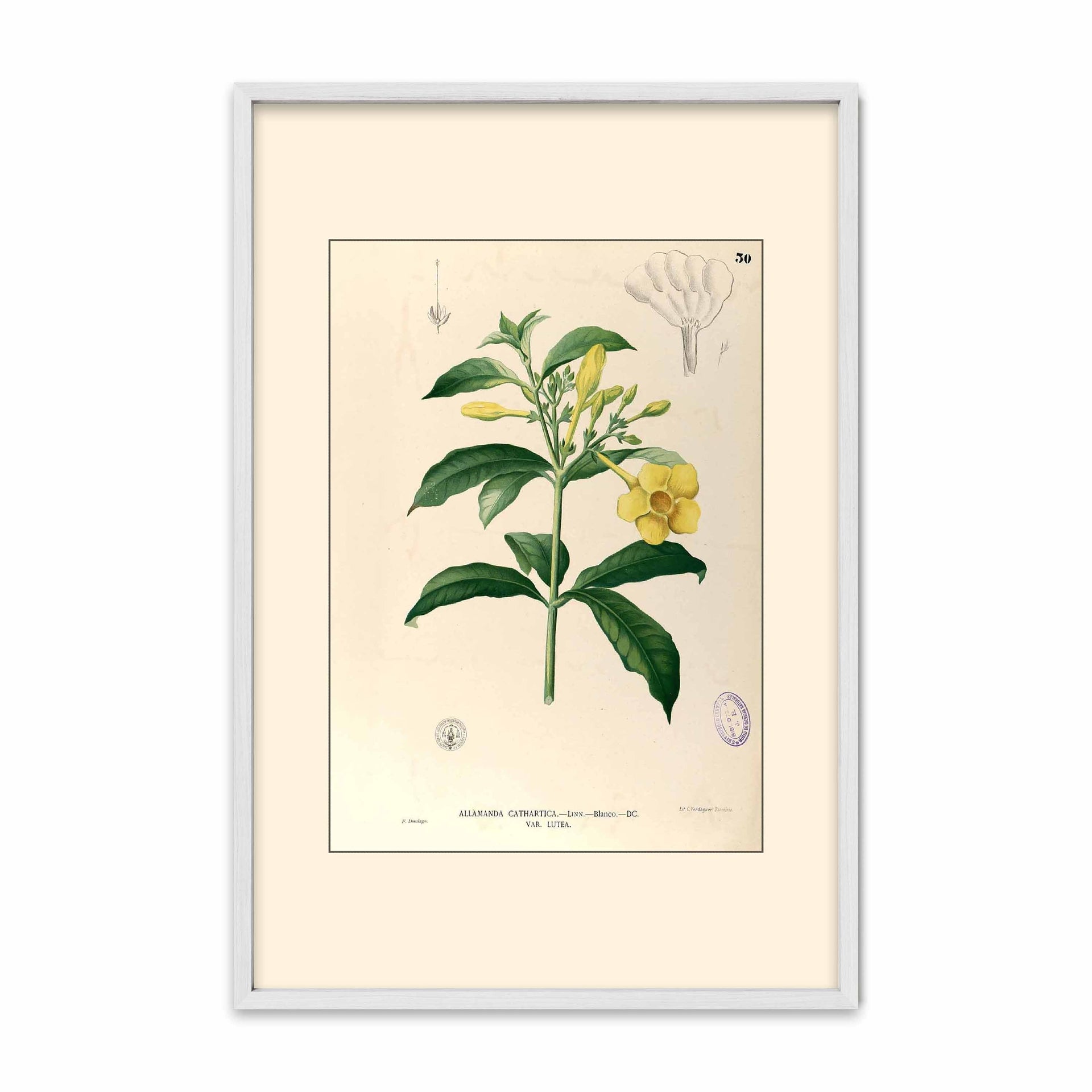Allamanda Cathartica - Filipino Botanical Illustration