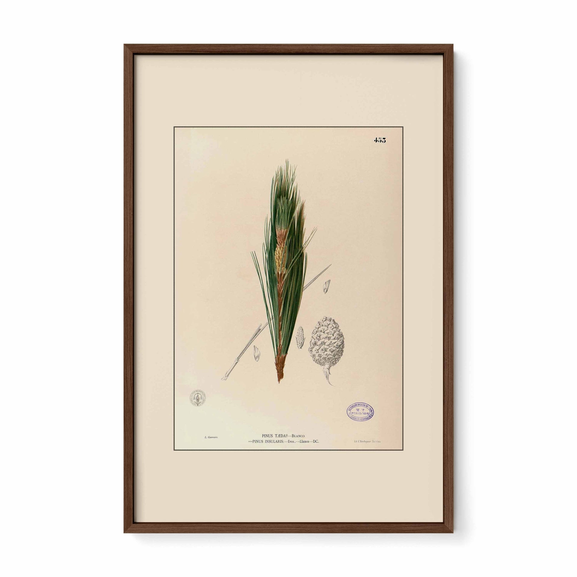 Pinus Kesiya - Filipino Botanical Illustration
