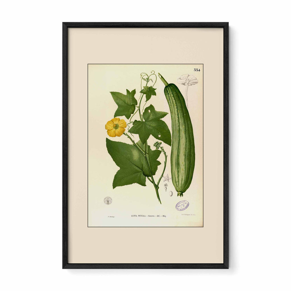 Luffa Petola - Filipino Botanical Illustration