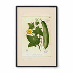 Luffa Petola - Filipino Botanical Illustration