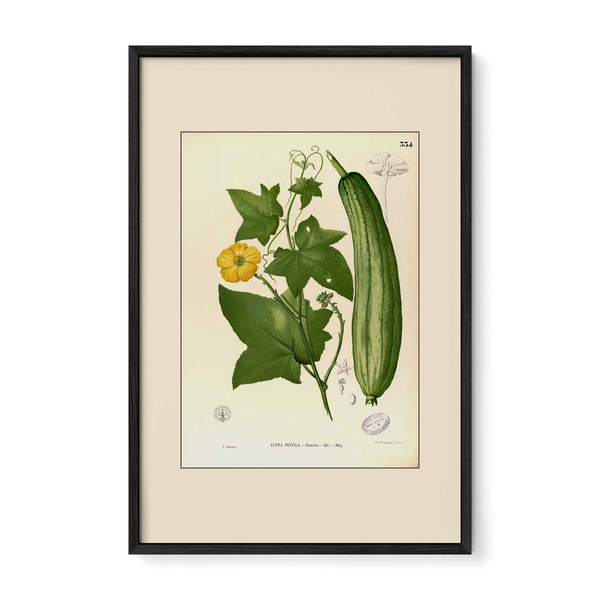 Luffa Petola - Filipino Botanical Illustration