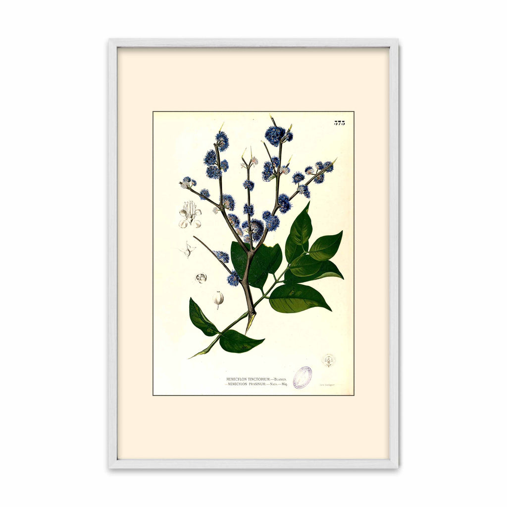 Memecylon Edule - Filipino Botanical Illustration