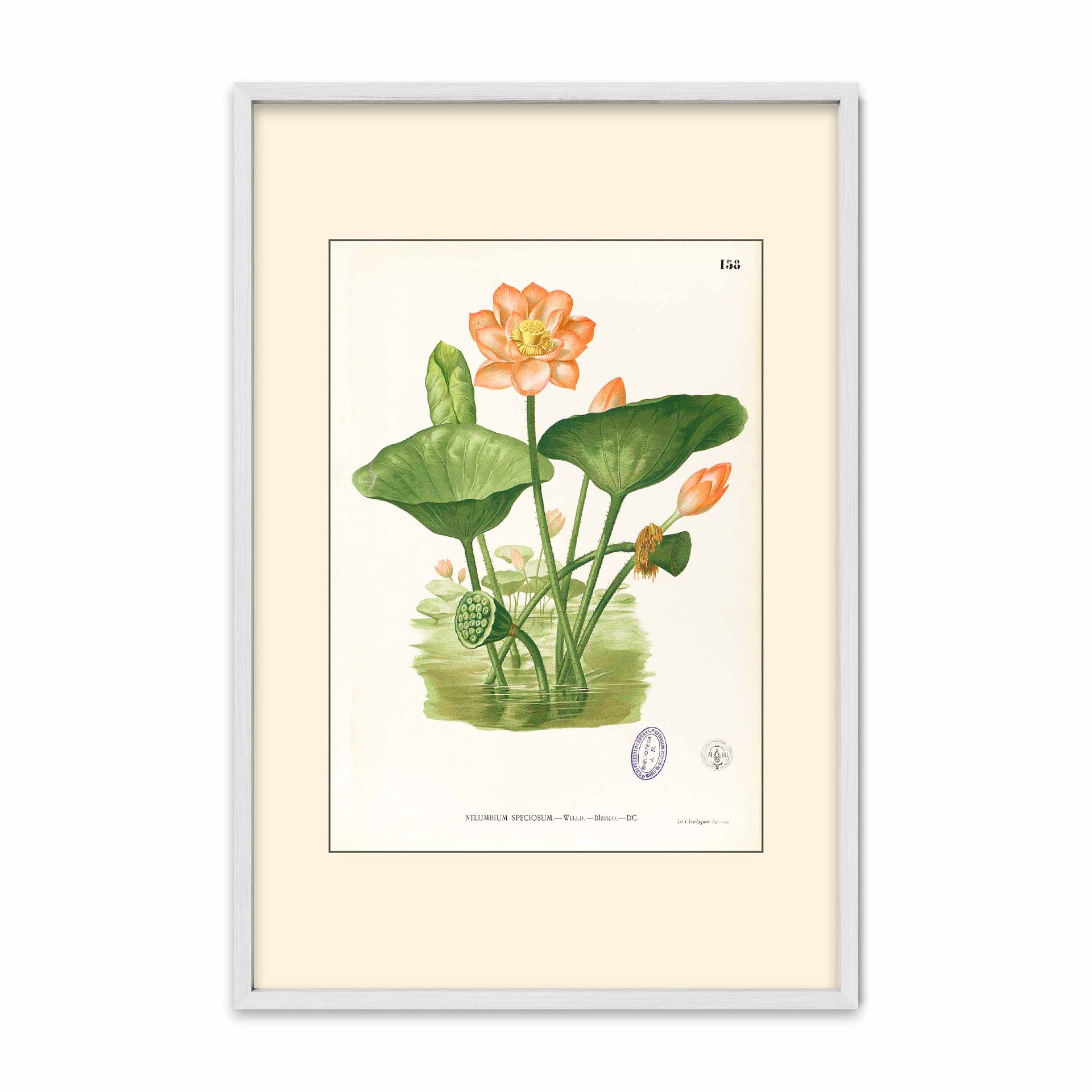 Nelumbo Nucifera - Filipino Botanical Illustration