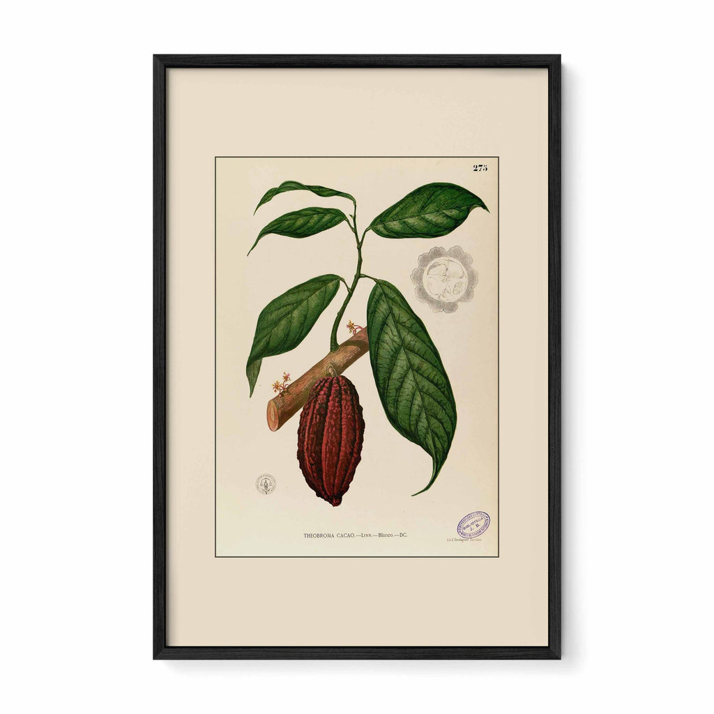 Theobroma Cacao - Filipino Botanical Illustration