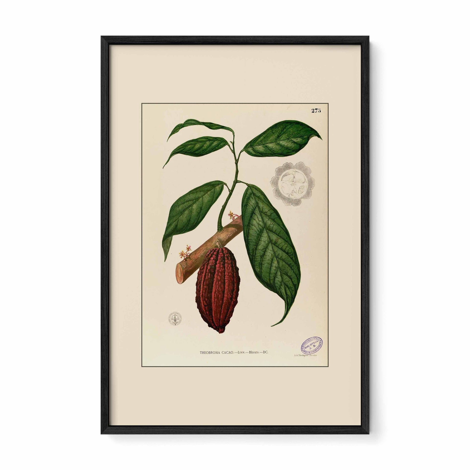 Theobroma Cacao - Filipino Botanical Illustration