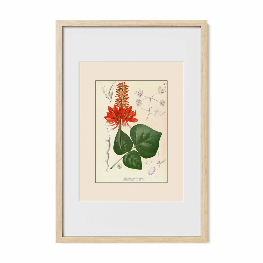 Erythrina variegata - Filipino Botanical Illustration